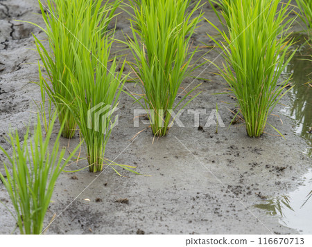Rice fields under water after gas release Rice fields under water after gas release 116670713