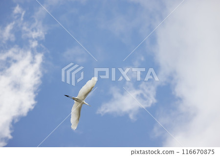 大輔飛回藍天 116670875