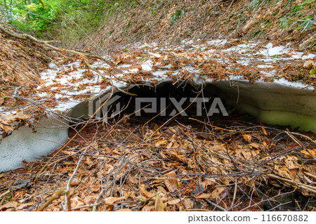 山毛櫸林雪谷 山毛櫸林雪谷 116670882