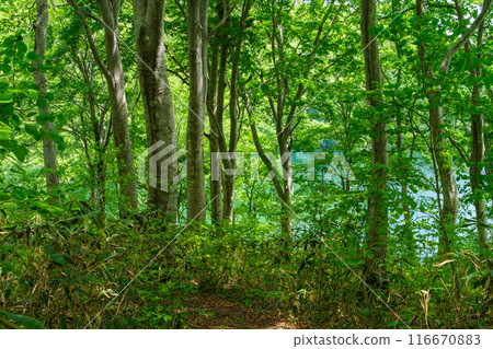 Wood and Water Surface Wood and Water Surface 116670883