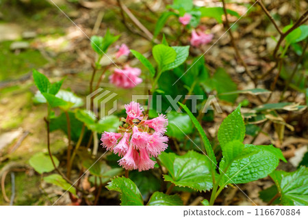 Petals of Iwakagami 116670884