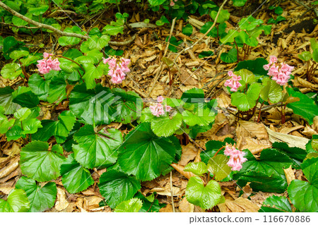 岩鏡社區 116670886