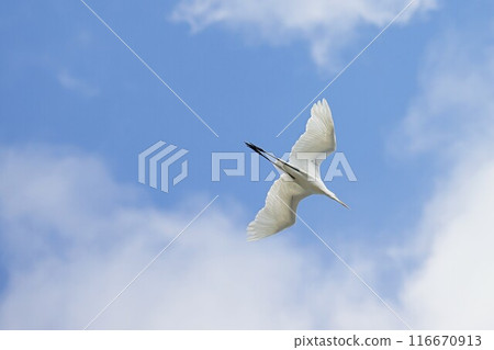 Great Egret Flying Against a Blue Sky 116670913