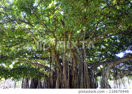 Giant banyan tree at the Honolulu Zoo in Hawaii Giant banyan tree at the Honolulu Zoo in Hawaii 116670946