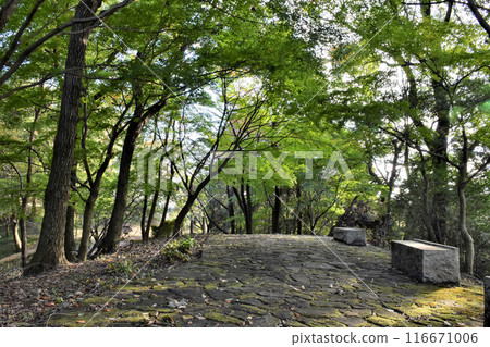 Mossy stone paving in a park Mossy stone paving in a park 116671006