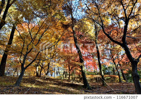 Autumn leaves on a sunny autumn Sunday Autumn leaves on a sunny autumn Sunday 116671007