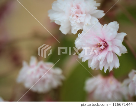四月盛開的粉紅色櫻花“Keta no Shiragikuzakura” 116671444