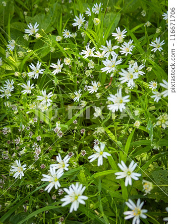 Beautiful white wildflowers blooming in a lush green meadow Beautiful white wildflowers blooming in a lush green meadow 116671706