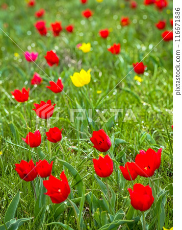 Vibrant red tulips blooming in a sunny spring field Vibrant red tulips blooming in a sunny spring field 116671886