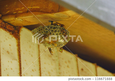Wasp nest under the eaves of a shed Wasp nest under the eaves of a shed 116671888