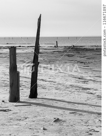 Black and white photo of desolate beach with weathered posts Black and white photo of desolate beach with weathered posts 116671897