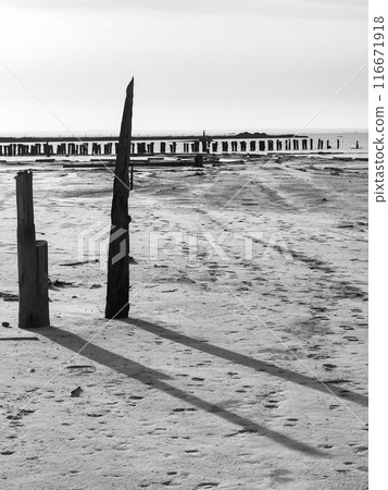 Black and white image of an abandoned beach with wooden pilings Black and white image of an abandoned beach with wooden pilings 116671918