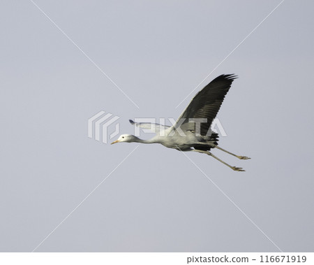 The flight of the red-crowned crane 116671919