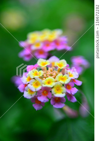 可愛的花☆mar_lapin 116672282