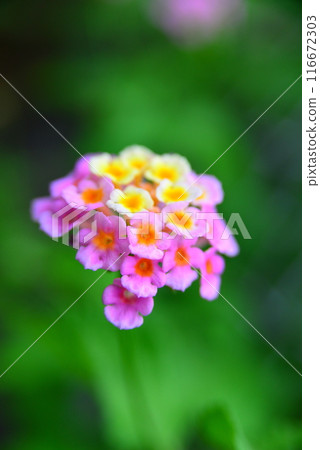 Cute flowers ☆mar_lapin 116672303