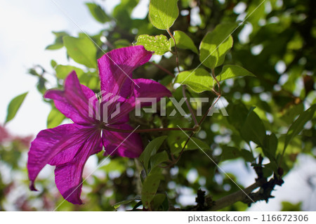 鐵線蓮系列“Hayate”的花朵。花的語言是「精神之美」、「旅人的喜悅」、「甜蜜的束縛」。 116672306