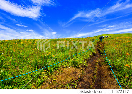 Nikkowige和藍天 116672317