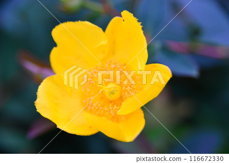 Cute flowers ☆mar_lapin Cute flowers ☆mar_lapin 116672330