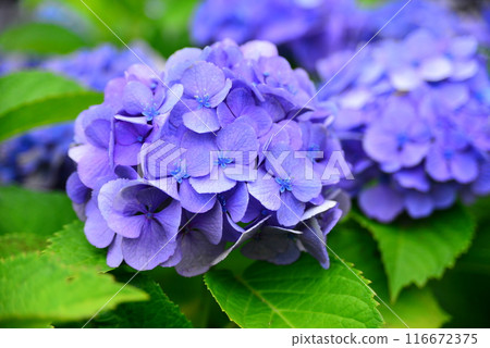 Hydrangea ☆mar_lapin Hydrangea ☆mar_lapin 116672375