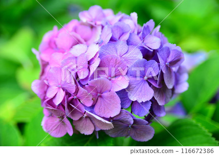 Hydrangea ☆mar_lapin 116672386
