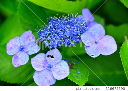 Hydrangea ☆mar_lapin 116672390
