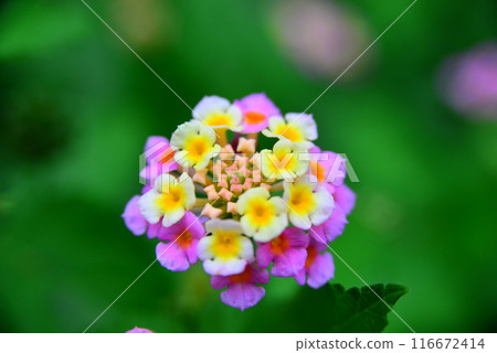 小花☆mar_lapin 116672414