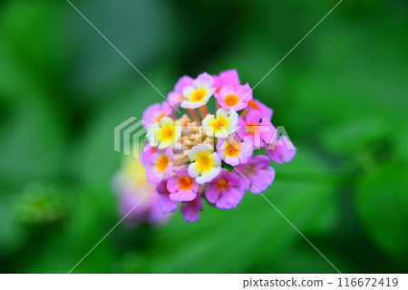 小花☆mar_lapin 116672419