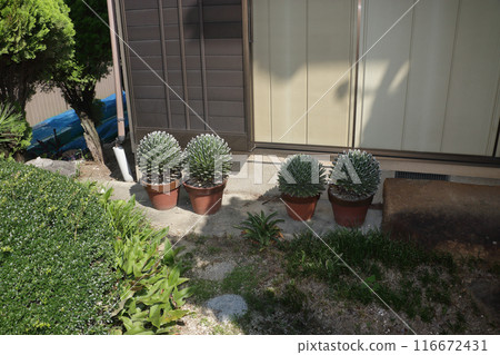 Sasanoyuki blooms after more than 60 years 116672431