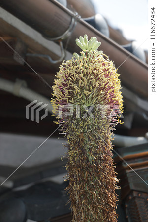 Sasanoyuki blooms after more than 60 years Sasanoyuki blooms after more than 60 years 116672434