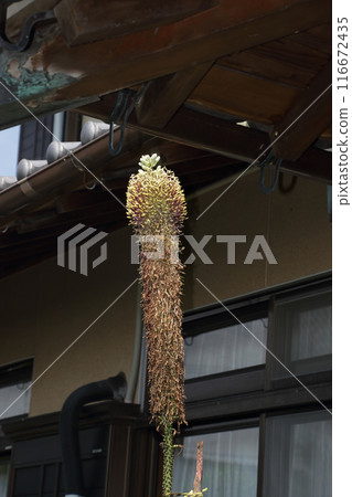 Sasanoyuki blooms after more than 60 years 116672435