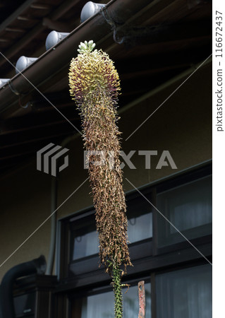 Sasanoyuki blooms after more than 60 years 116672437