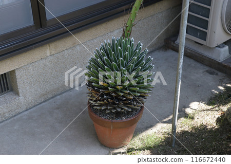Sasanoyuki blooms after more than 60 years 116672440