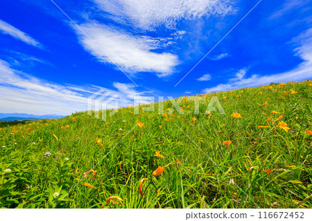 夏天的天空和黃花菜 116672452