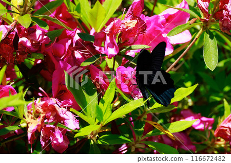 Swallowtail butterfly, Azalea Swallowtail butterfly, Azalea 116672482