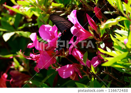 Swallowtail butterfly, Azalea 116672488