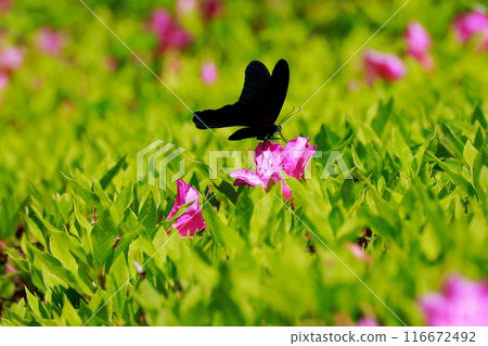 美山烏鴉鳳蝶鳳蝶杜鵑花 美山烏鴉鳳蝶鳳蝶杜鵑花 116672492
