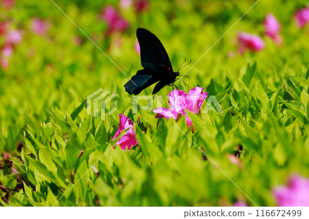 Swallowtail butterfly, Azalea 116672499