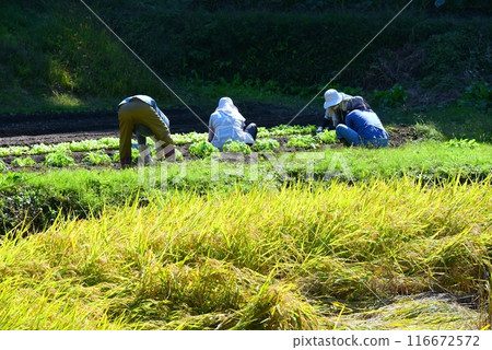 Field work Field work 116672572