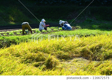 Field work 116672573