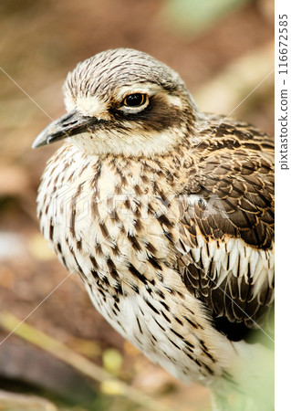 Bush stone-curlew Bush stone-curlew 116672585