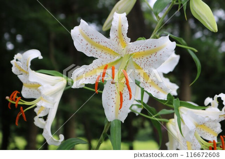 森林裡的山百合沐浴著夏日的陽光，散發著怡人的香味 116672608