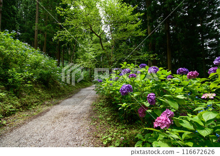 Hydrangea Forest Michinoku Hydrangea Garden Iwate Prefecture Hydrangea Forest Michinoku Hydrangea Garden Iwate Prefecture 116672626