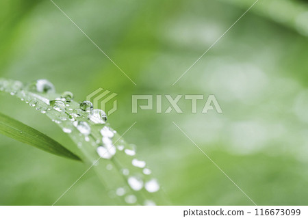 樹葉與雨滴雨季影像 樹葉與雨滴雨季影像 116673099