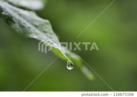 樹葉與雨滴雨季影像 樹葉與雨滴雨季影像 116673106