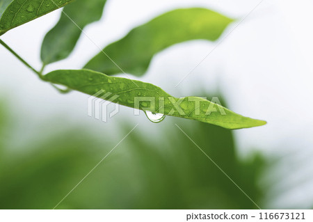 樹葉與雨滴雨季影像 樹葉與雨滴雨季影像 116673121