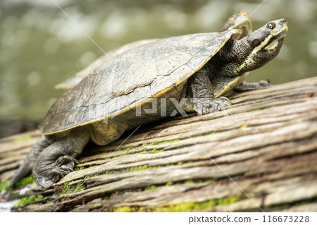 Emydura macquarii Turtle 116673228
