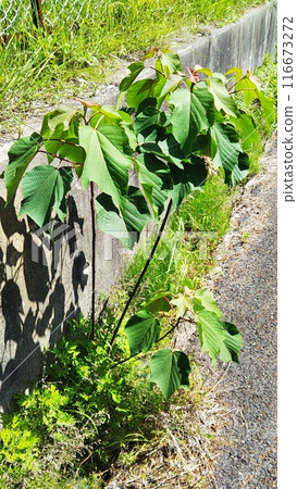 Roadside shrubs 116673272