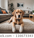 比格犬坐著 116673343