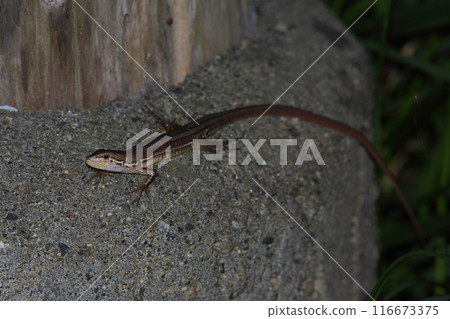 蜥蜴 116673375