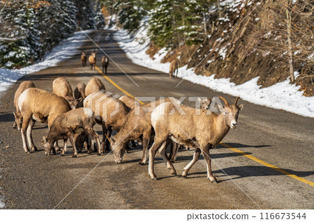 A group of young Bighorn Sheeps (ewe and lamb) on the snowy mountain road. Banff National Park in October, Mount Norquay Scenic Drive. Canadian Rockies, Canada. 116673544